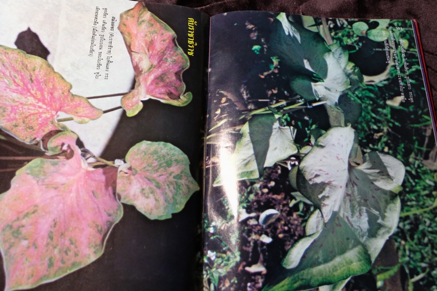 ตำนานบอนสี โดย เจริญ สุขพงษ์ ปกเเข็ง 200 หน้า ปี 2524