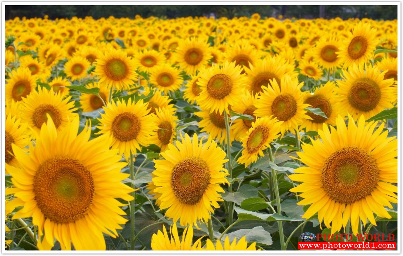 วอลเปเปอร์รูปภาพติดผนังสั่งทำ มีภาพให้เลือกกว่า 50,000 ภาพ ออกแบบกราฟฟิค หรือ รูปภาพตามที่ท่านกำหนด ในสไตล์ท่านเอง "custom made"