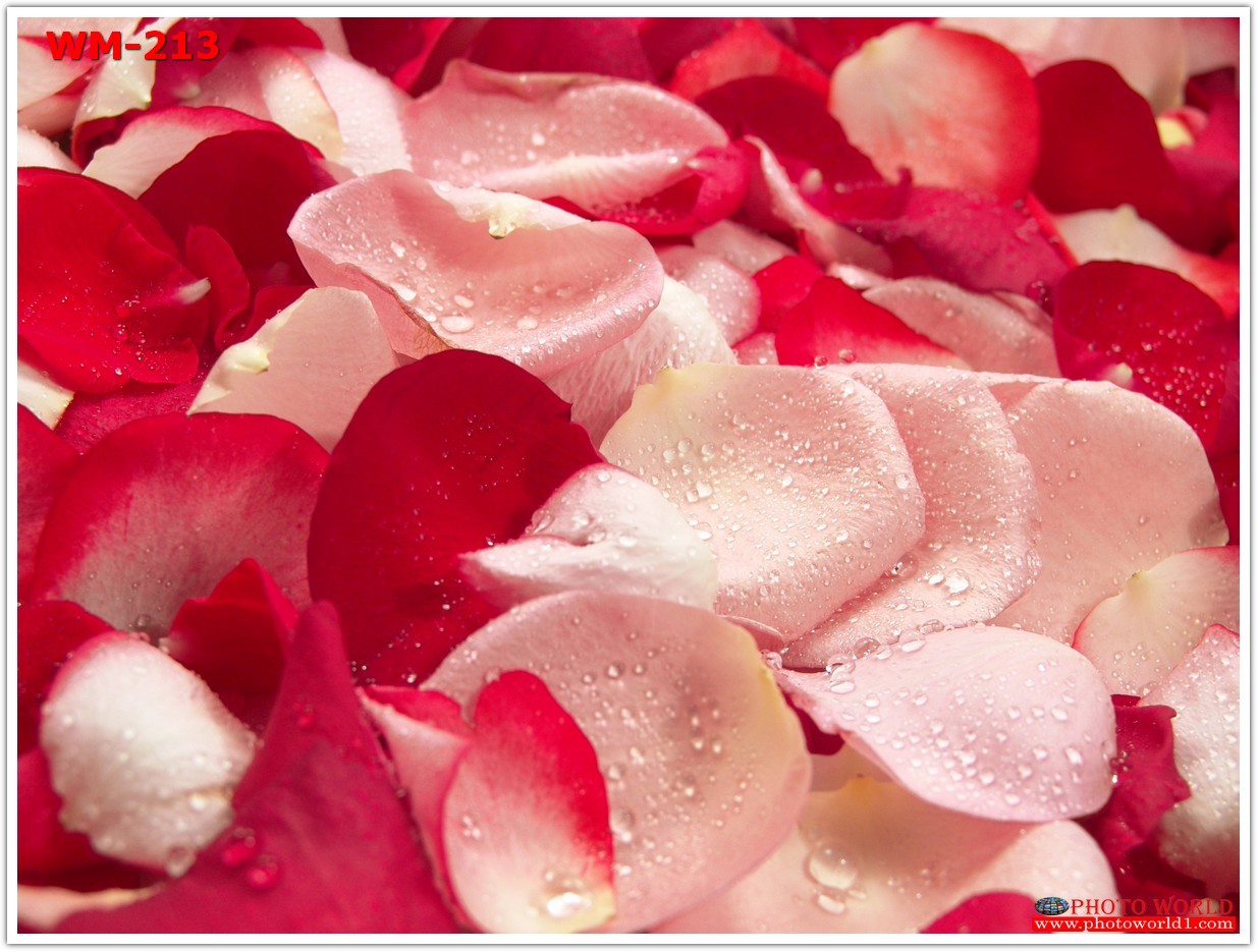 วอลเปเปอร์รูปภาพติดผนังสั่งทำ มีภาพให้เลือกกว่า 50,000 ภาพ ออกแบบกราฟฟิค หรือ รูปภาพตามที่ท่านกำหนด ในสไตล์ท่านเอง "custom made"