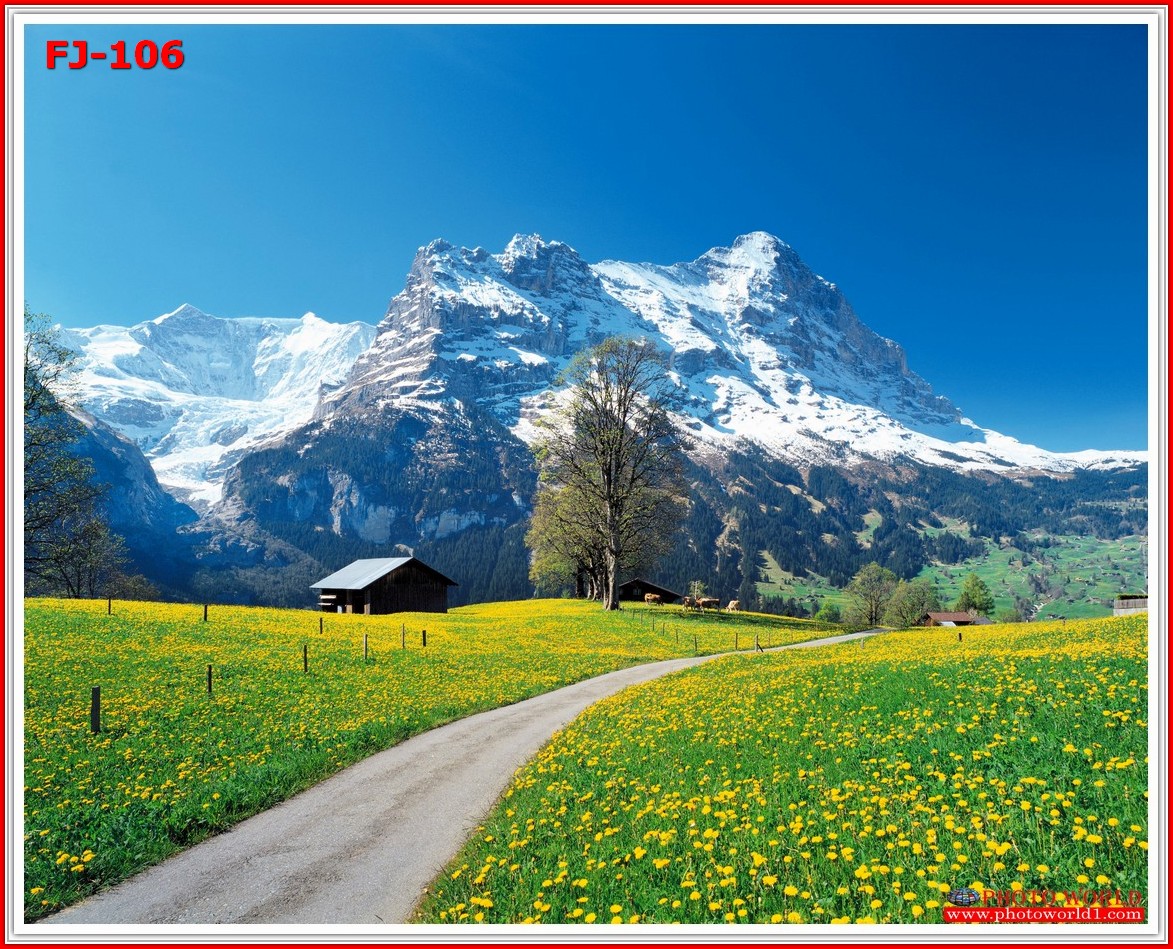 วอลเปเปอร์รูปภาพติดผนังสั่งทำ มีภาพให้เลือกกว่า 50,000 ภาพ ออกแบบกราฟฟิค หรือ รูปภาพตามที่ท่านกำหนด ในสไตล์ท่านเอง "custom made"