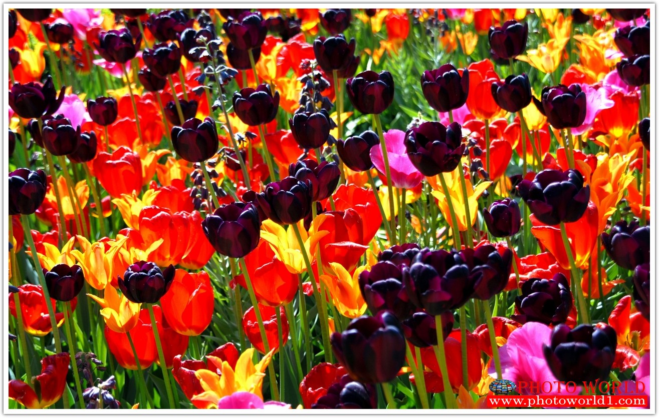 วอลเปเปอร์รูปภาพติดผนังสั่งทำ มีภาพให้เลือกกว่า 50,000 ภาพ ออกแบบกราฟฟิค หรือ รูปภาพตามที่ท่านกำหนด ในสไตล์ท่านเอง "custom made"