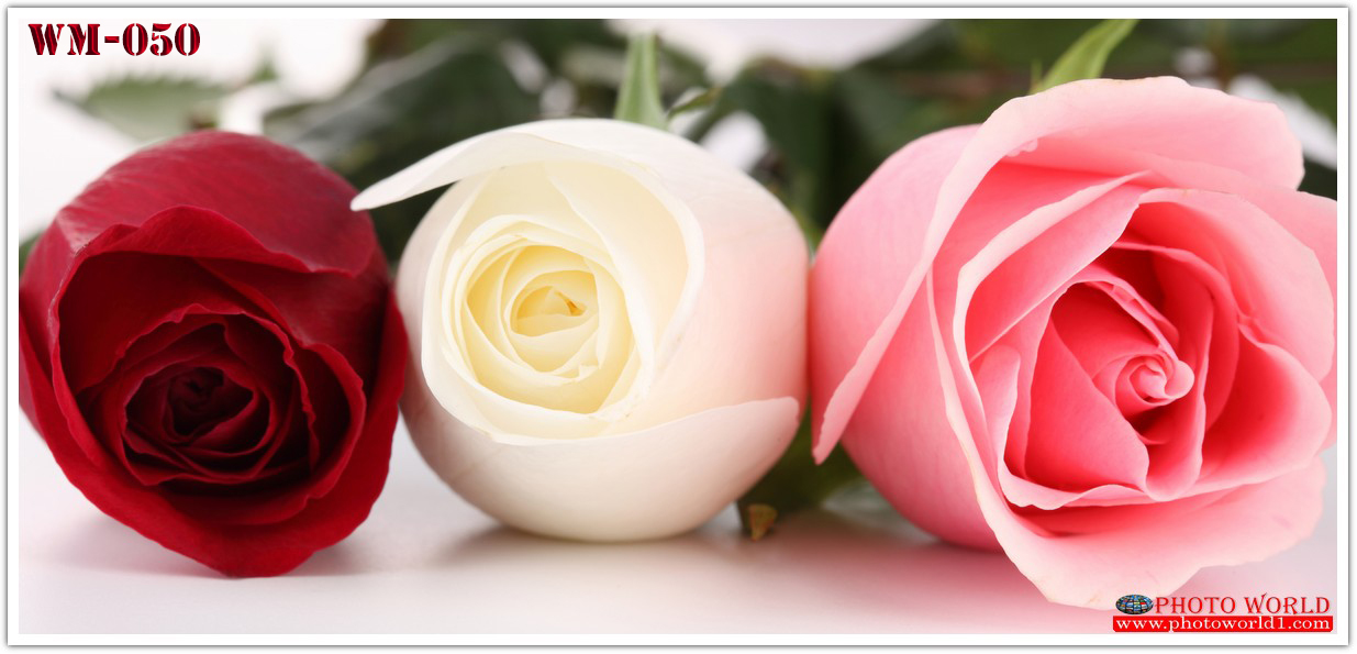 วอลเปเปอร์รูปภาพติดผนังสั่งทำ มีภาพให้เลือกกว่า 50,000 ภาพ ออกแบบกราฟฟิค หรือ รูปภาพตามที่ท่านกำหนด ในสไตล์ท่านเอง "custom made"