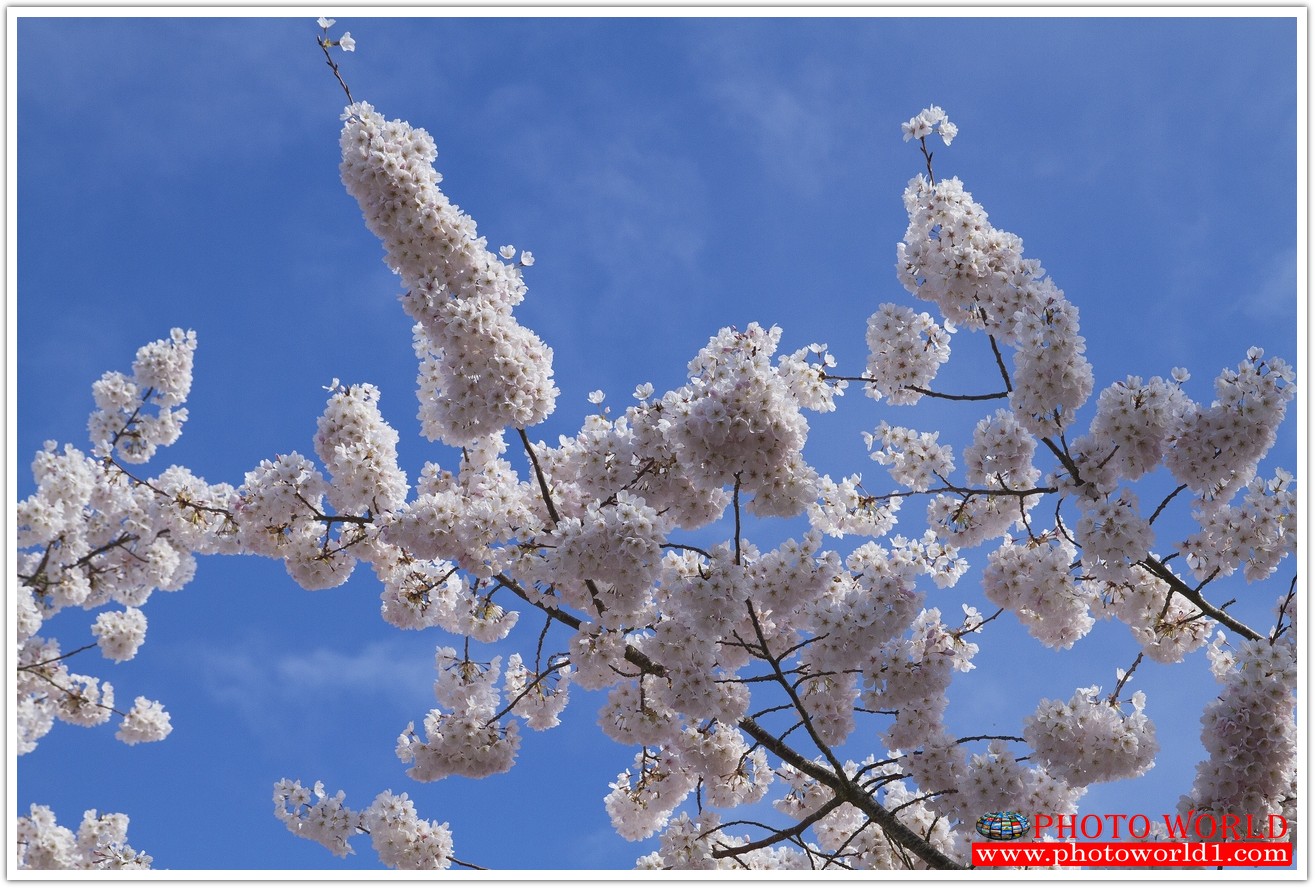 NATURAL วอลเปเปอร์รูปภาพติดผนังสั่งทำ มีภาพให้เลือกกว่า 50,000 ภาพ ออกแบบกราฟฟิค หรือ รูปภาพตามที่ท่านกำหนด ในสไตล์ท่านเอง "custom made"