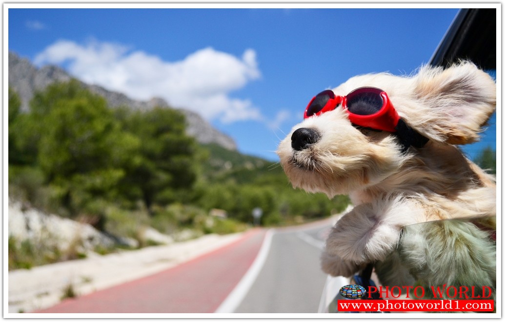 วอลเปเปอร์รูปภาพติดผนังสั่งทำ มีภาพให้เลือกกว่า 50,000 ภาพ ออกแบบกราฟฟิค หรือ รูปภาพตามที่ท่านกำหนด ในสไตล์ท่านเอง "custom made"