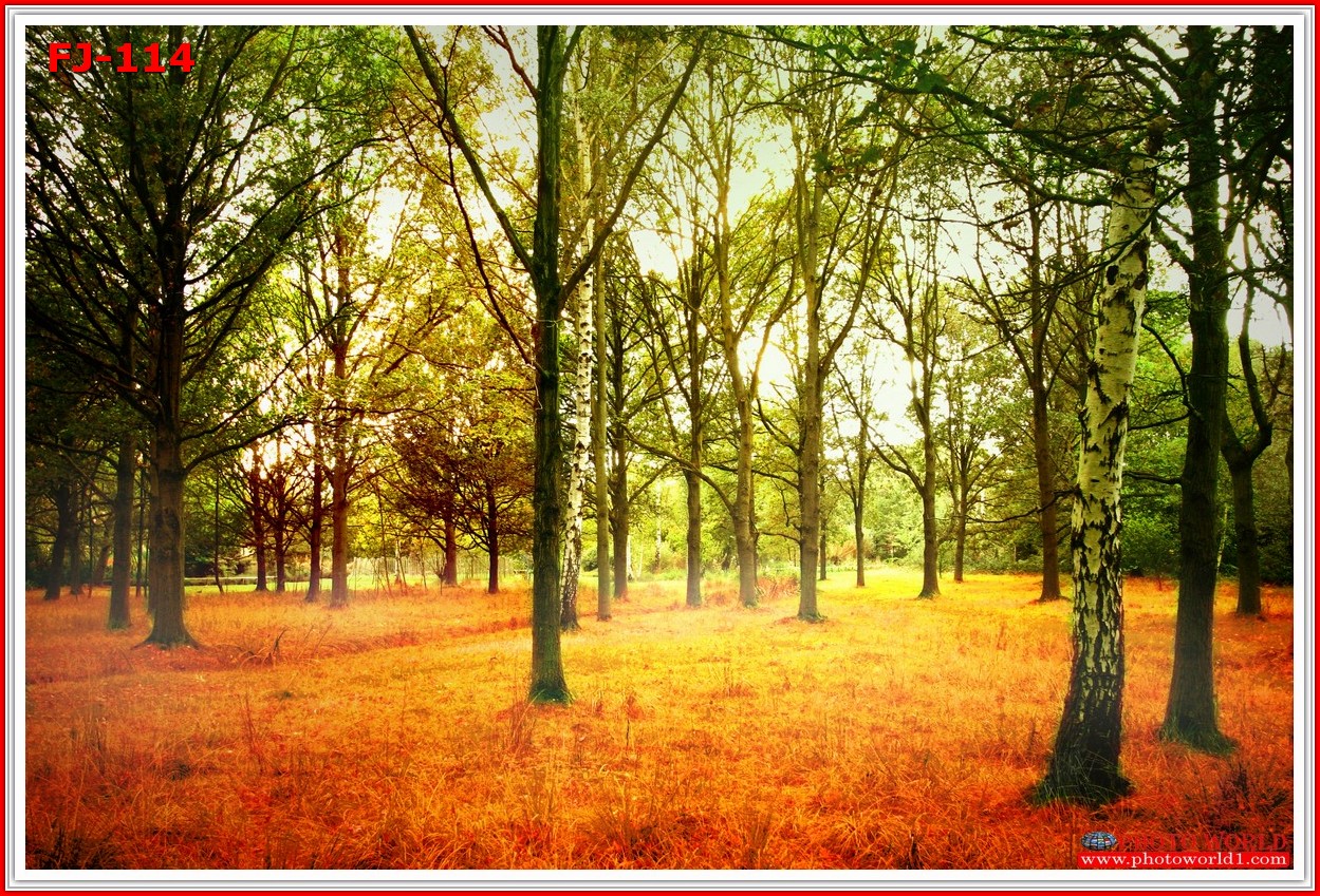 วอลเปเปอร์รูปภาพติดผนังสั่งทำ มีภาพให้เลือกกว่า 50,000 ภาพ ออกแบบกราฟฟิค หรือ รูปภาพตามที่ท่านกำหนด ในสไตล์ท่านเอง "custom made"