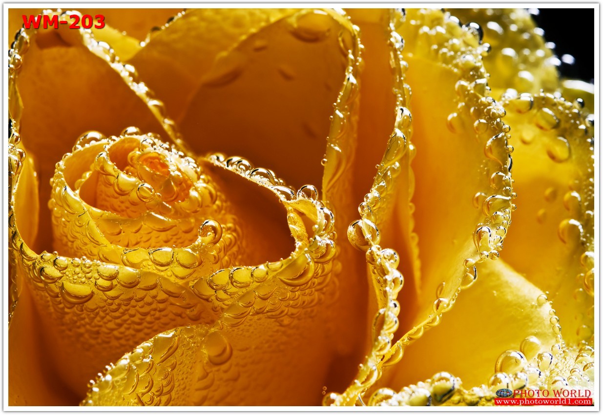 วอลเปเปอร์รูปภาพติดผนังสั่งทำ มีภาพให้เลือกกว่า 50,000 ภาพ ออกแบบกราฟฟิค หรือ รูปภาพตามที่ท่านกำหนด ในสไตล์ท่านเอง "custom made"