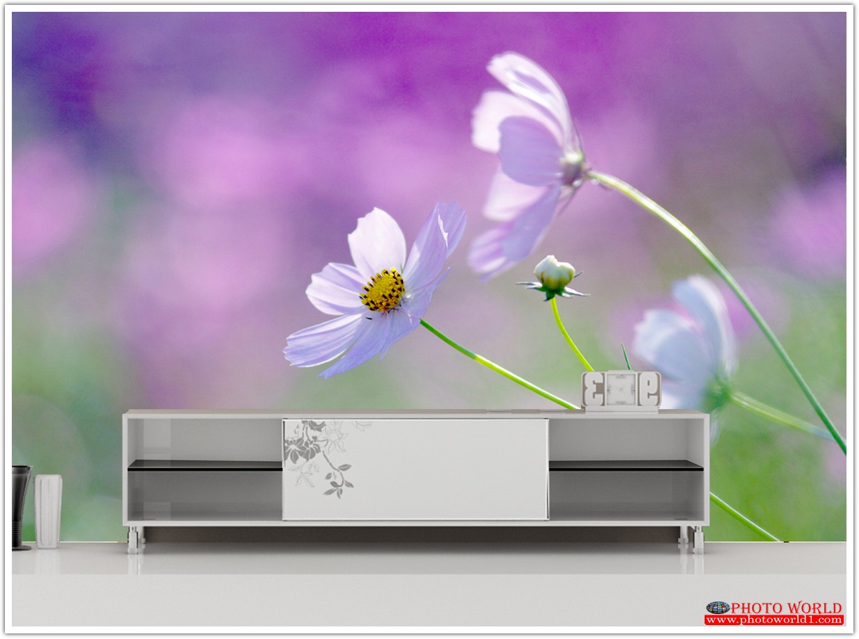 วอลเปเปอร์รูปภาพติดผนังสั่งทำ มีภาพให้เลือกกว่า 50,000 ภาพ ออกแบบกราฟฟิค หรือ รูปภาพตามที่ท่านกำหนด ในสไตล์ท่านเอง "custom made"