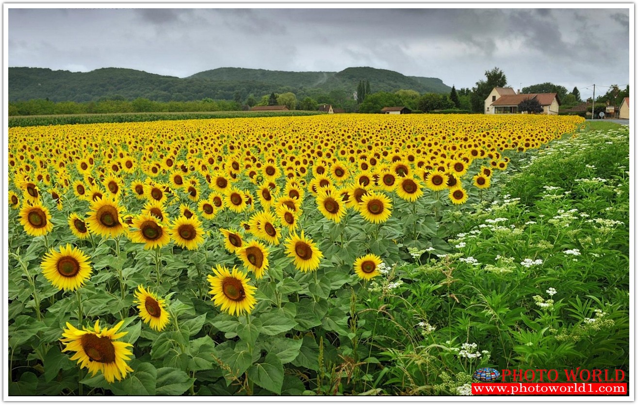 วอลเปเปอร์รูปภาพติดผนังสั่งทำ มีภาพให้เลือกกว่า 50,000 ภาพ ออกแบบกราฟฟิค หรือ รูปภาพตามที่ท่านกำหนด ในสไตล์ท่านเอง "custom made"