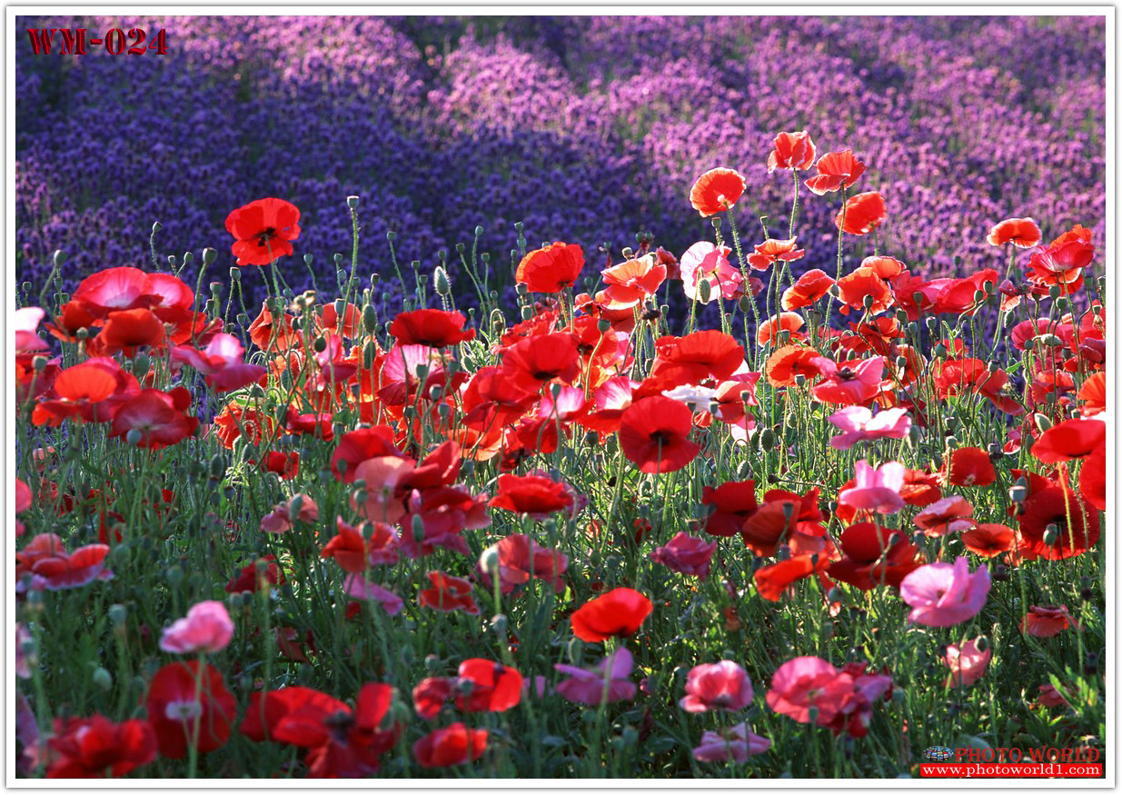 วอลเปเปอร์รูปภาพติดผนังสั่งทำ มีภาพให้เลือกกว่า 50,000 ภาพ ออกแบบกราฟฟิค หรือ รูปภาพตามที่ท่านกำหนด ในสไตล์ท่านเอง "custom made"