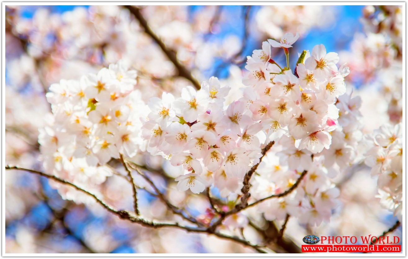วอลเปเปอร์รูปภาพติดผนังสั่งทำ มีภาพให้เลือกกว่า 50,000 ภาพ ออกแบบกราฟฟิค หรือ รูปภาพตามที่ท่านกำหนด ในสไตล์ท่านเอง "custom made"