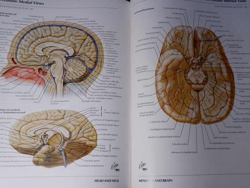 Atlas of Human Anatomyของ Frank H. Netter, MD