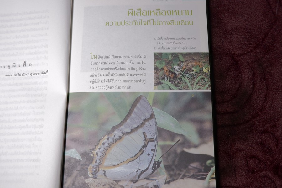 ผีเสื้อ บนเส้นทางสายธรรมชาติ โดย เกรียงไกร สุวรรณภักดิ์