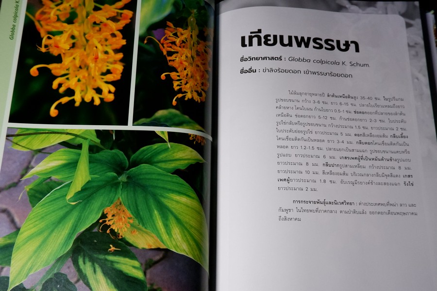 พืชวงศ์ขิง ในสวนพฤกษศาตร์สมเด็จพระนางเจ้าสิริกิติ์ ปกเเข็ง 436 หน้า