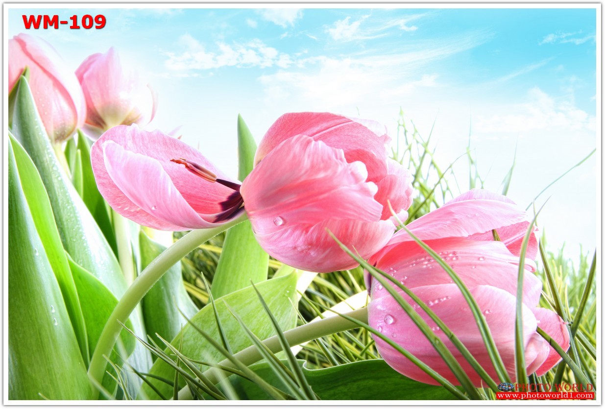 วอลเปเปอร์รูปภาพติดผนังสั่งทำ มีภาพให้เลือกกว่า 50,000 ภาพ ออกแบบกราฟฟิค หรือ รูปภาพตามที่ท่านกำหนด ในสไตล์ท่านเอง "custom made"