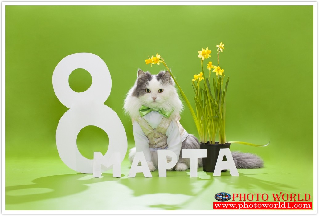 วอลเปเปอร์รูปภาพติดผนังสั่งทำ มีภาพให้เลือกกว่า 50,000 ภาพ ออกแบบกราฟฟิค หรือ รูปภาพตามที่ท่านกำหนด ในสไตล์ท่านเอง "custom made"