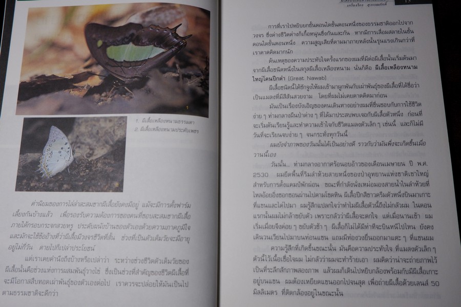 ผีเสื้อ บนเส้นทางสายธรรมชาติ โดย เกรียงไกร สุวรรณภักดิ์
