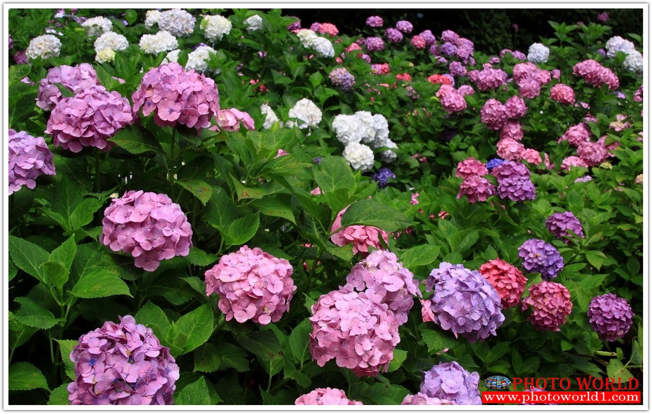 วอลเปเปอร์รูปภาพติดผนังสั่งทำ มีภาพให้เลือกกว่า 50,000 ภาพ ออกแบบกราฟฟิค หรือ รูปภาพตามที่ท่านกำหนด ในสไตล์ท่านเอง "custom made"