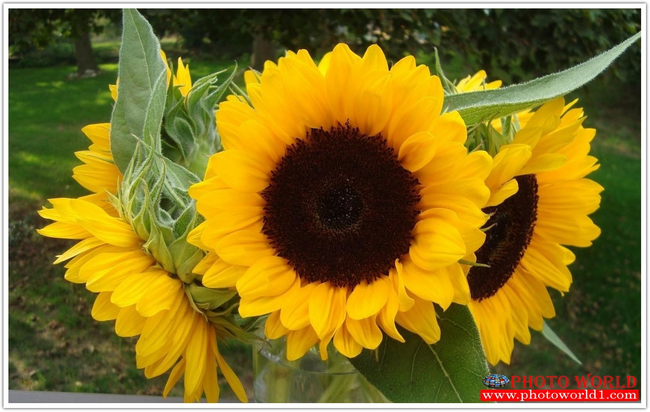 วอลเปเปอร์รูปภาพติดผนังสั่งทำ มีภาพให้เลือกกว่า 50,000 ภาพ ออกแบบกราฟฟิค หรือ รูปภาพตามที่ท่านกำหนด ในสไตล์ท่านเอง "custom made"