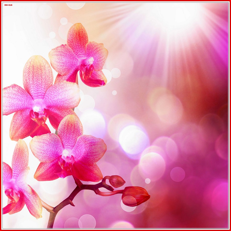 วอลเปเปอร์รูปภาพติดผนังสั่งทำ มีภาพให้เลือกกว่า 50,000 ภาพ ออกแบบกราฟฟิค หรือ รูปภาพตามที่ท่านกำหนด ในสไตล์ท่านเอง "custom made"