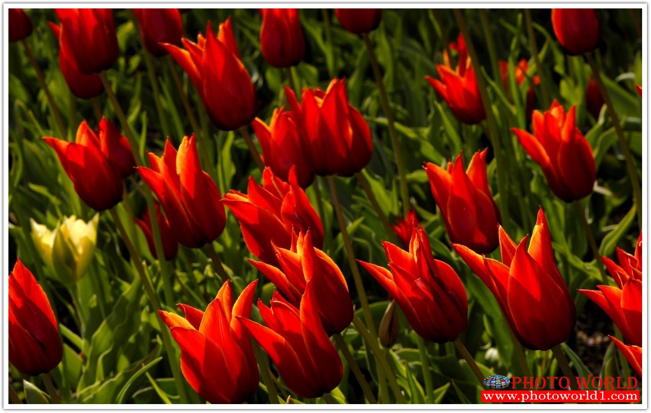 วอลเปเปอร์รูปภาพติดผนังสั่งทำ มีภาพให้เลือกกว่า 50,000 ภาพ ออกแบบกราฟฟิค หรือ รูปภาพตามที่ท่านกำหนด ในสไตล์ท่านเอง "custom made"