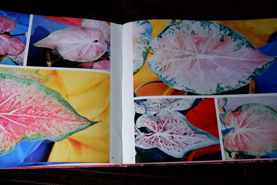 ตะลุยดงบอน โดย เชษฐา ปกเเข็ง 113 หน้า ปี 2524