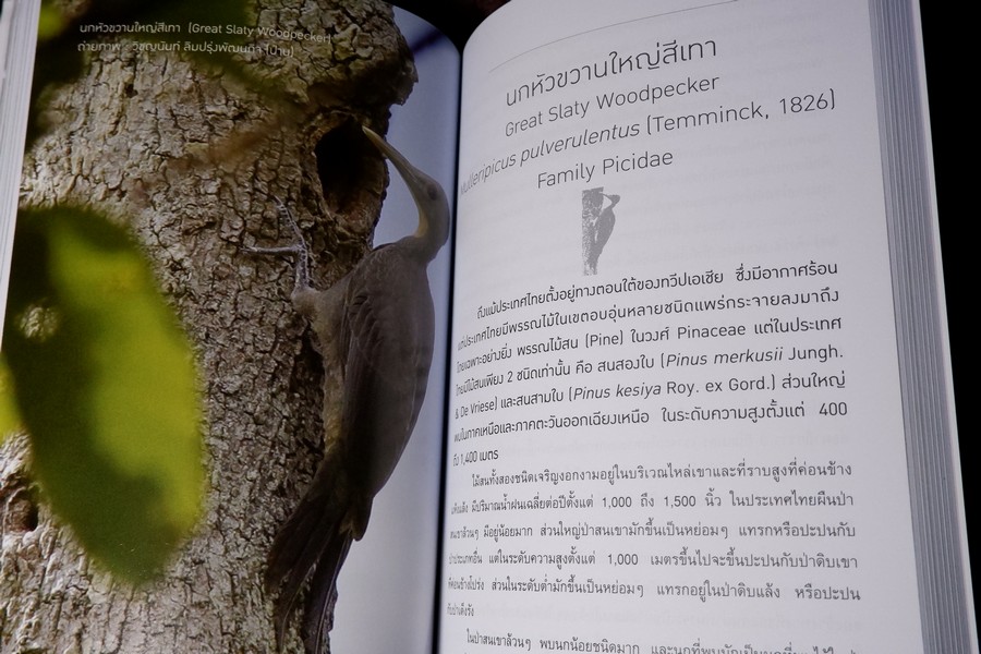 นกไทย ในบันทึกเเละความทรงจำ โดย สุธี ศุภรัฐวิกร พิมพ์ 1000 เล่ม ปี 2558