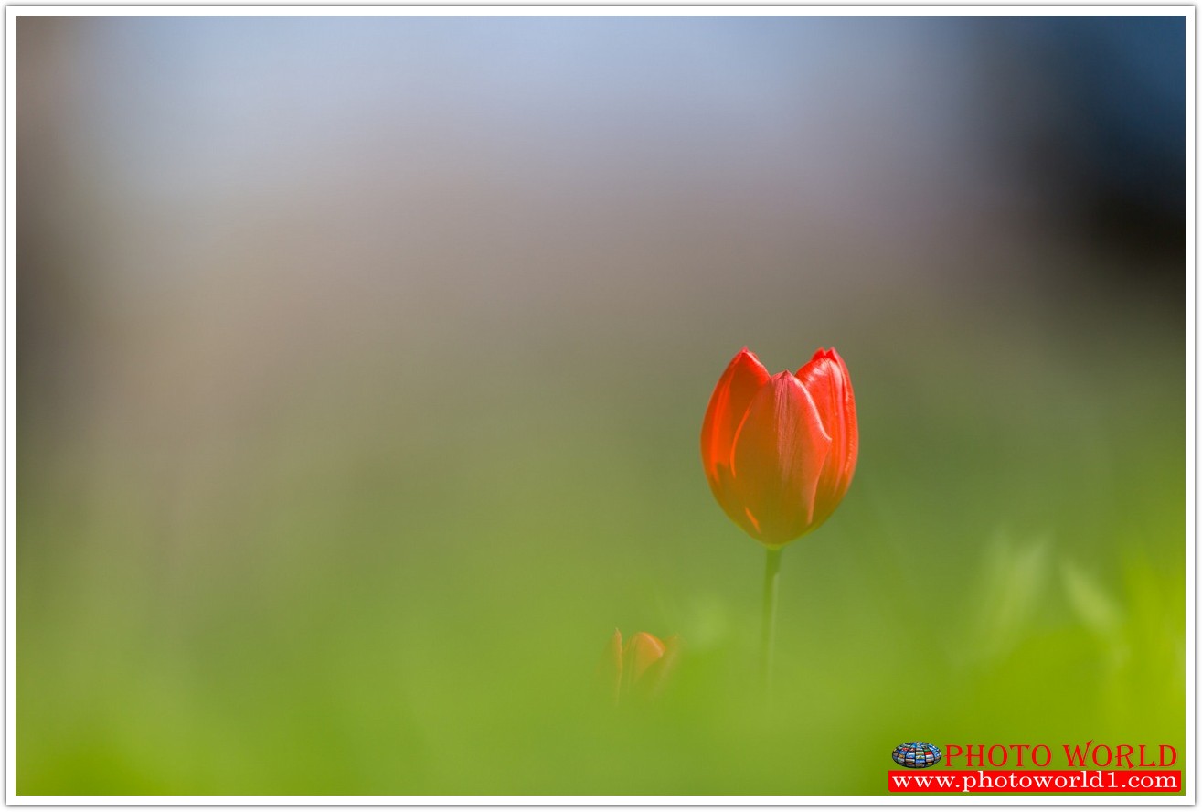 วอลเปเปอร์รูปภาพติดผนังสั่งทำ มีภาพให้เลือกกว่า 50,000 ภาพ ออกแบบกราฟฟิค หรือ รูปภาพตามที่ท่านกำหนด ในสไตล์ท่านเอง "custom made"