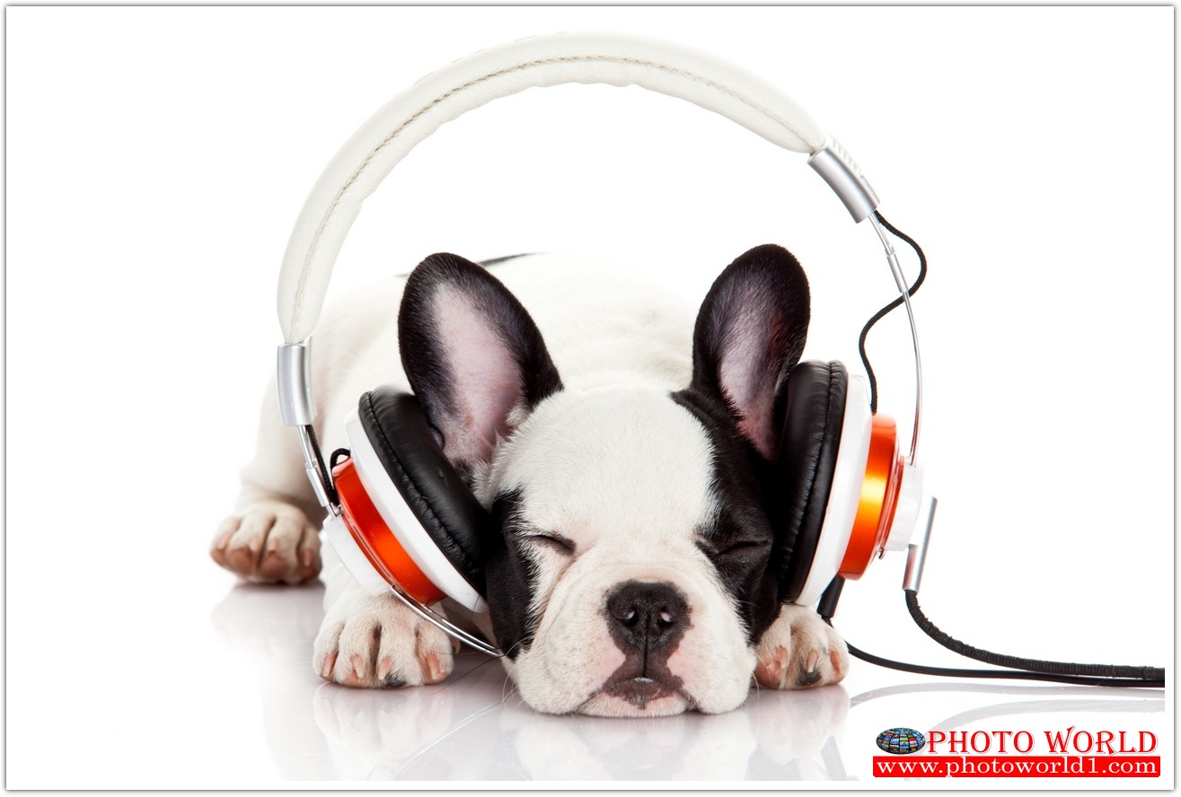 วอลเปเปอร์รูปภาพติดผนังสั่งทำ MUSIC มีภาพให้เลือกกว่า 50,000 ภาพ ออกแบบกราฟฟิค หรือ รูปภาพตามที่ท่านกำหนด ในสไตล์ท่านเอง "custom made"