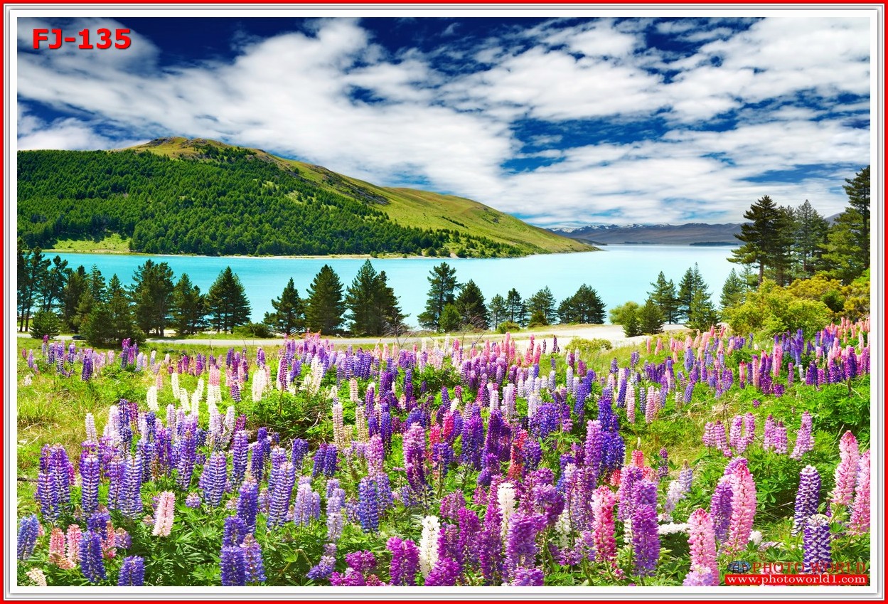 วอลเปเปอร์รูปภาพติดผนังสั่งทำ มีภาพให้เลือกกว่า 50,000 ภาพ ออกแบบกราฟฟิค หรือ รูปภาพตามที่ท่านกำหนด ในสไตล์ท่านเอง "custom made"