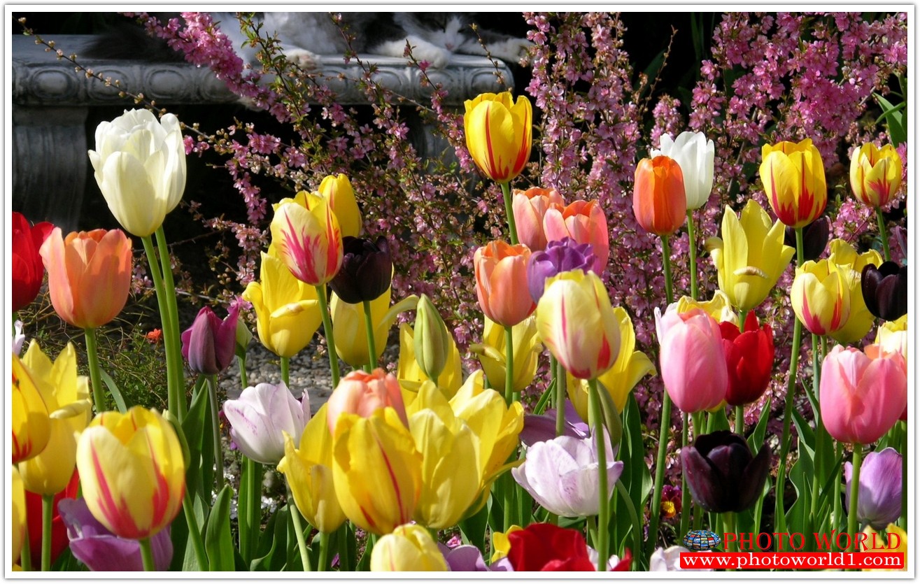 วอลเปเปอร์รูปภาพติดผนังสั่งทำ มีภาพให้เลือกกว่า 50,000 ภาพ ออกแบบกราฟฟิค หรือ รูปภาพตามที่ท่านกำหนด ในสไตล์ท่านเอง "custom made"