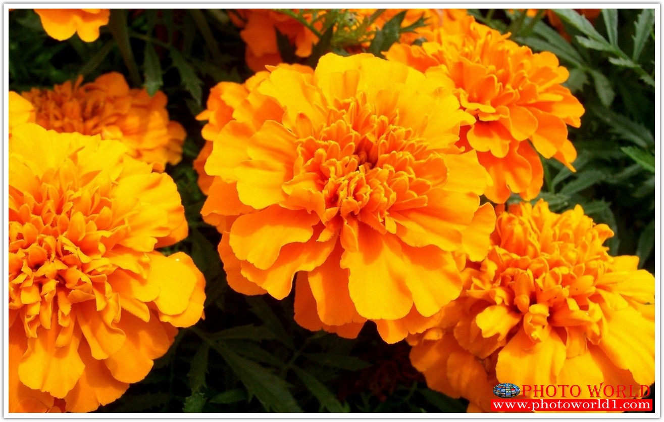 วอลเปเปอร์รูปภาพติดผนังสั่งทำ มีภาพให้เลือกกว่า 50,000 ภาพ ออกแบบกราฟฟิค หรือ รูปภาพตามที่ท่านกำหนด ในสไตล์ท่านเอง "custom made"