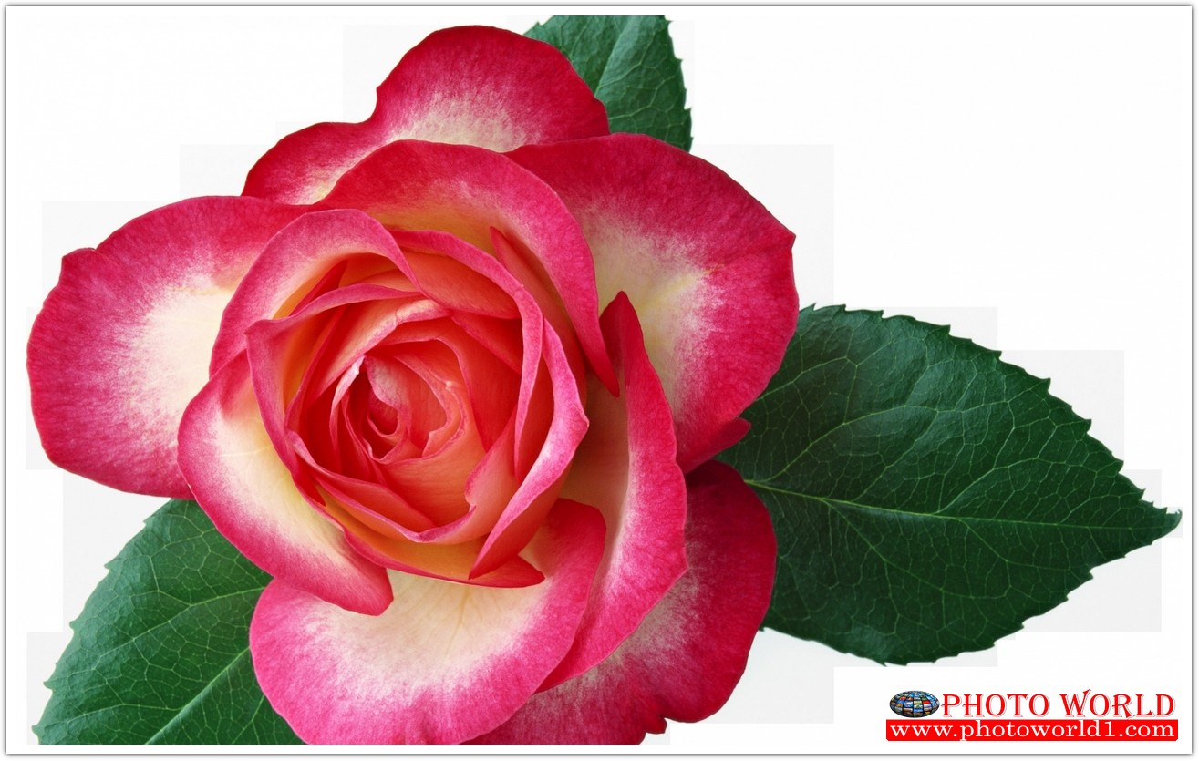 วอลเปเปอร์รูปภาพติดผนังสั่งทำ มีภาพให้เลือกกว่า 50,000 ภาพ ออกแบบกราฟฟิค หรือ รูปภาพตามที่ท่านกำหนด ในสไตล์ท่านเอง "custom made"