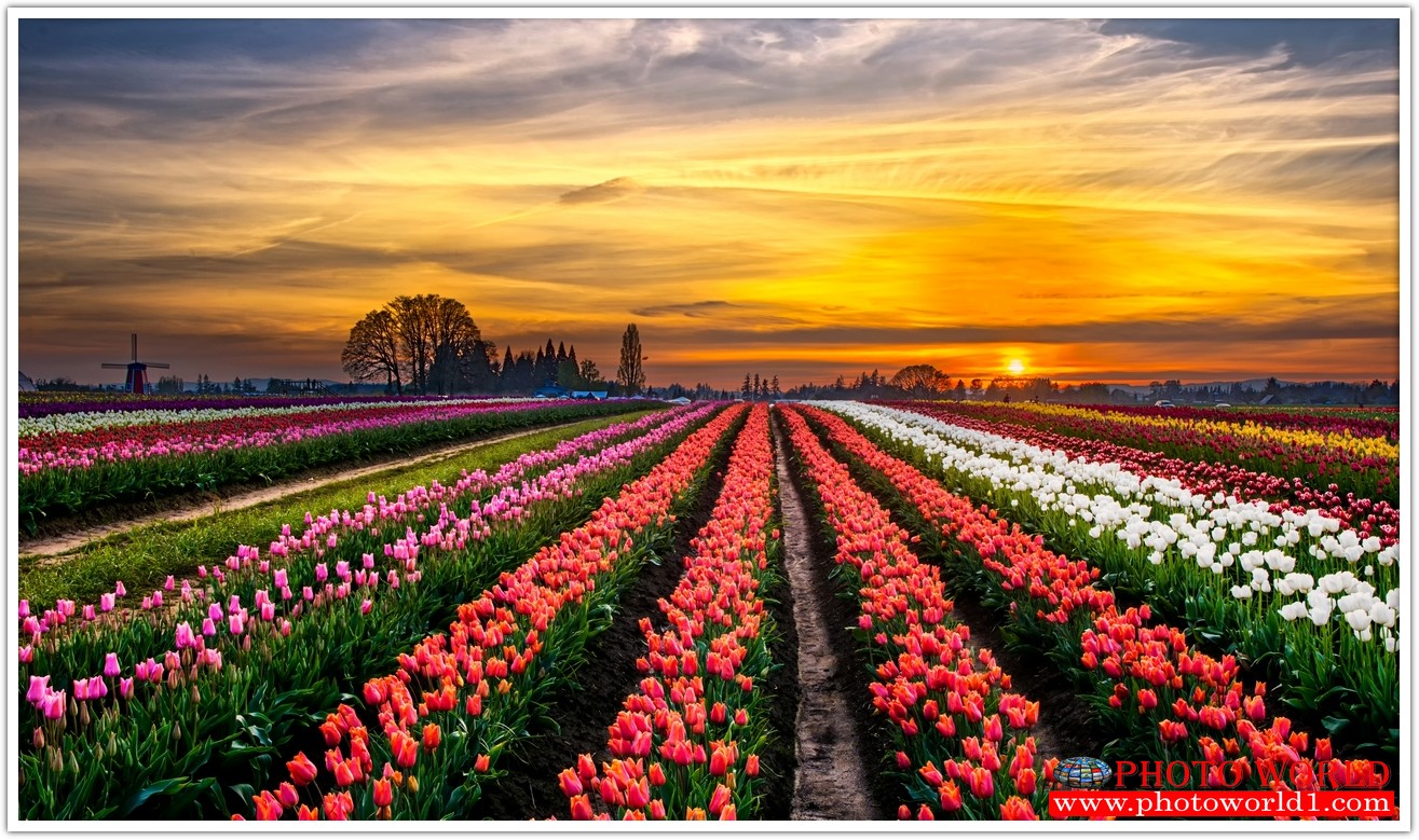 วอลเปเปอร์รูปภาพติดผนังสั่งทำ มีภาพให้เลือกกว่า 50,000 ภาพ ออกแบบกราฟฟิค หรือ รูปภาพตามที่ท่านกำหนด ในสไตล์ท่านเอง "custom made"