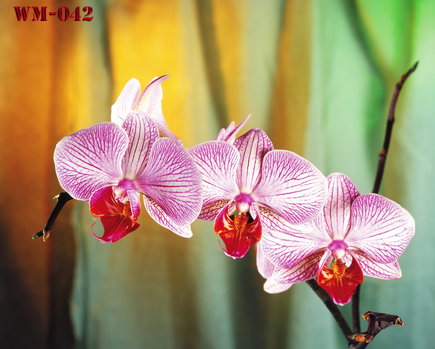 วอลเปเปอร์รูปภาพติดผนังสั่งทำ มีภาพให้เลือกกว่า 50,000 ภาพ ออกแบบกราฟฟิค หรือ รูปภาพตามที่ท่านกำหนด ในสไตล์ท่านเอง "custom made"