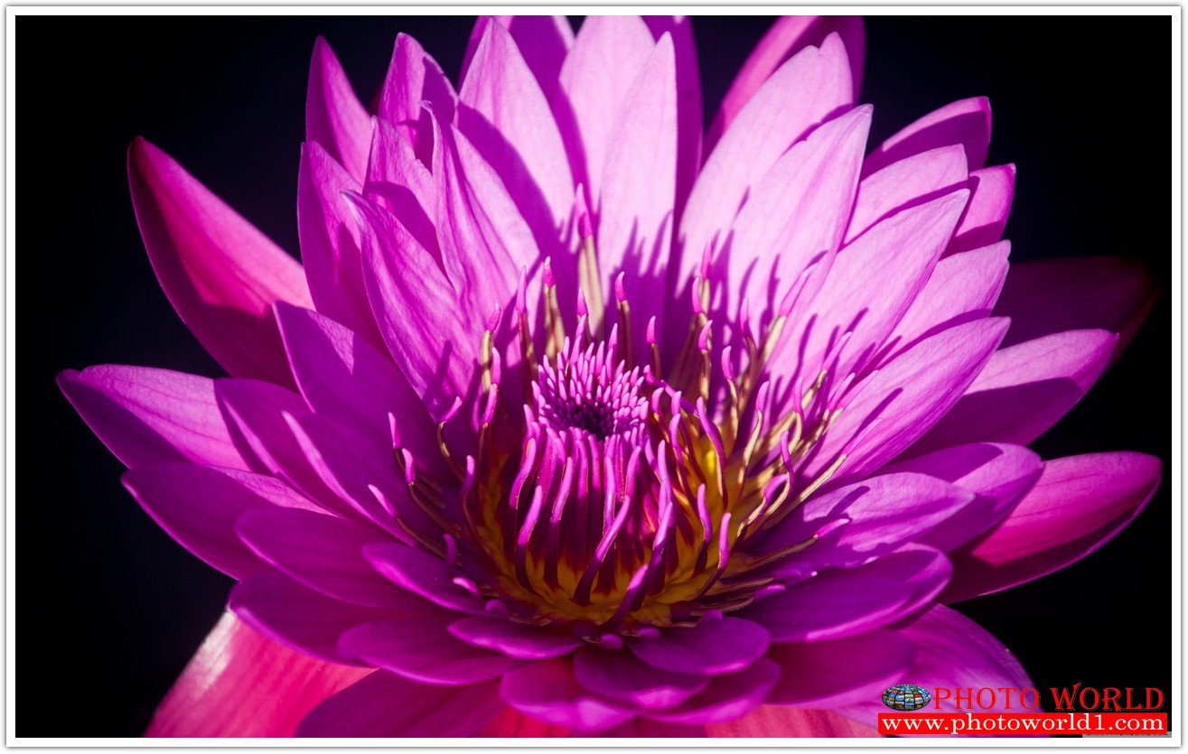 วอลเปเปอร์รูปภาพติดผนังสั่งทำ มีภาพให้เลือกกว่า 50,000 ภาพ ออกแบบกราฟฟิค หรือ รูปภาพตามที่ท่านกำหนด ในสไตล์ท่านเอง "custom made"