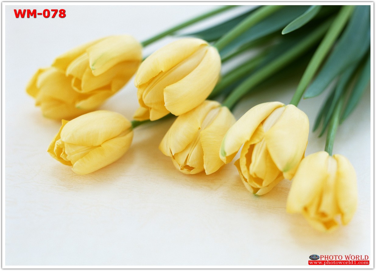 วอลเปเปอร์รูปภาพติดผนังสั่งทำ มีภาพให้เลือกกว่า 50,000 ภาพ ออกแบบกราฟฟิค หรือ รูปภาพตามที่ท่านกำหนด ในสไตล์ท่านเอง "custom made"