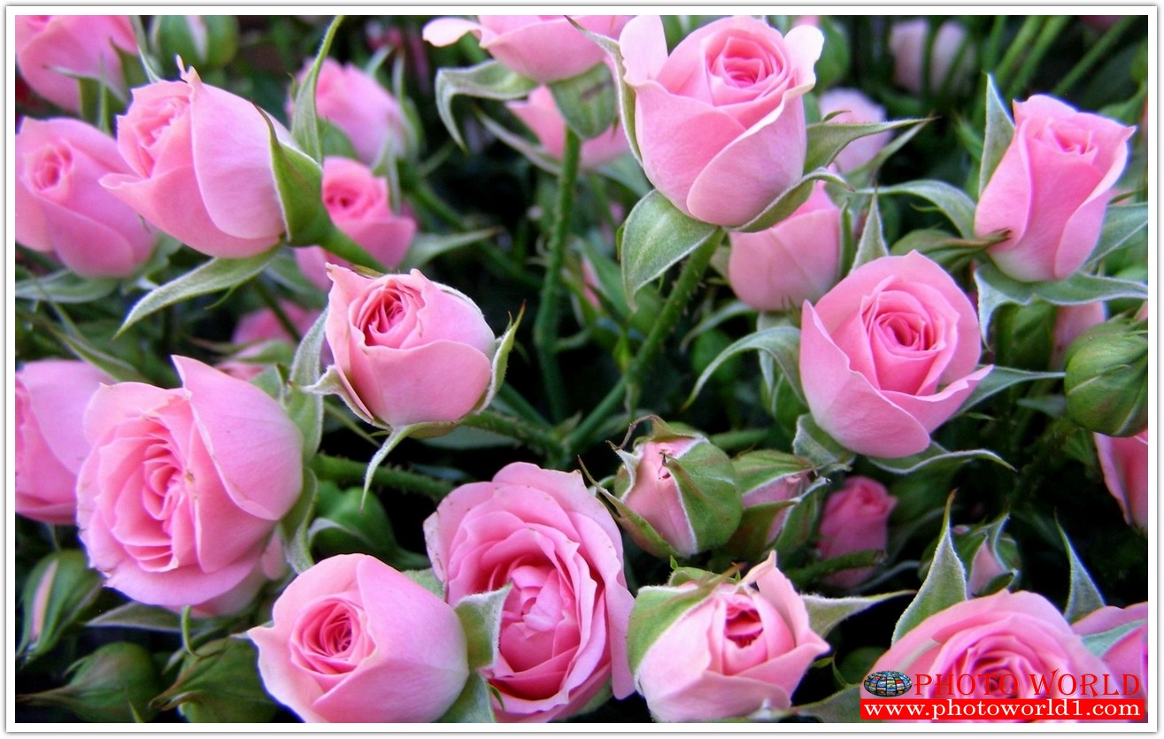 วอลเปเปอร์รูปภาพติดผนังสั่งทำ มีภาพให้เลือกกว่า 50,000 ภาพ ออกแบบกราฟฟิค หรือ รูปภาพตามที่ท่านกำหนด ในสไตล์ท่านเอง "custom made"