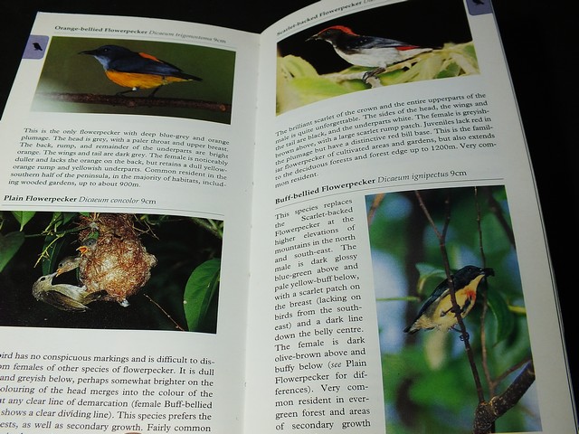 A Photographic Guide to BIRDS of Thailand by Michael Webster and Chew Yen Fook