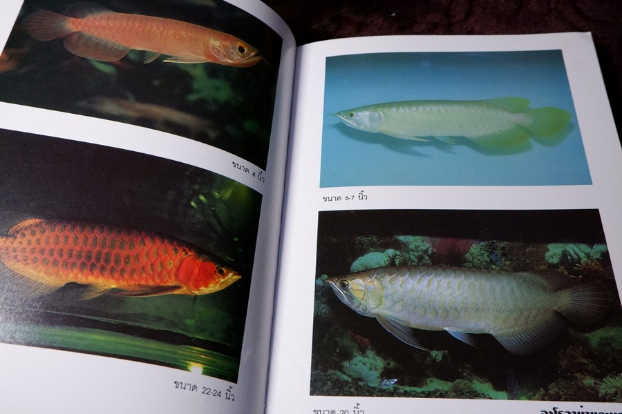 คู่มือ การเลี้ยงปลาอะโรวาน่า โดย สุรศักดิ์ วงศ์กิตติเวช ปกเเข็ง ปี 2543