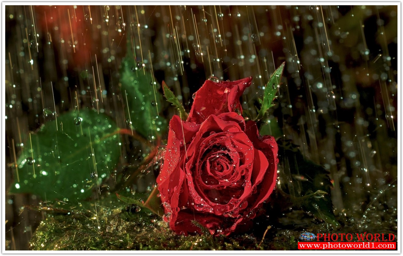 วอลเปเปอร์รูปภาพติดผนังสั่งทำ มีภาพให้เลือกกว่า 50,000 ภาพ ออกแบบกราฟฟิค หรือ รูปภาพตามที่ท่านกำหนด ในสไตล์ท่านเอง "custom made"