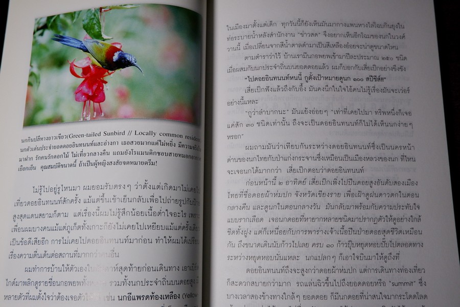 นักเลงนก ท่องไพรไปดูนกเเบบหัวหกก้นขวิด โดย ปริญญา ผดุงถิ่น