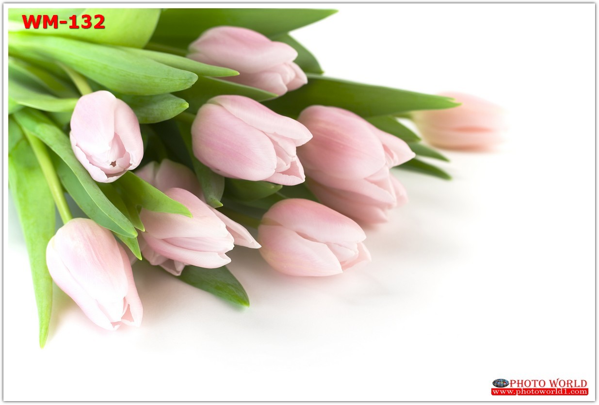 วอลเปเปอร์รูปภาพติดผนังสั่งทำ มีภาพให้เลือกกว่า 50,000 ภาพ ออกแบบกราฟฟิค หรือ รูปภาพตามที่ท่านกำหนด ในสไตล์ท่านเอง "custom made"