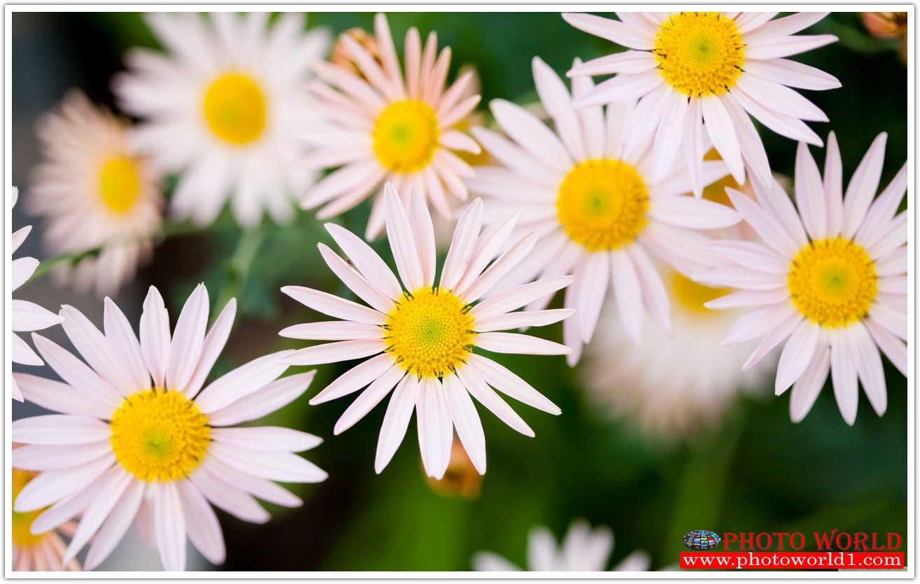 วอลเปเปอร์รูปภาพติดผนังสั่งทำ มีภาพให้เลือกกว่า 50,000 ภาพ ออกแบบกราฟฟิค หรือ รูปภาพตามที่ท่านกำหนด ในสไตล์ท่านเอง "custom made"