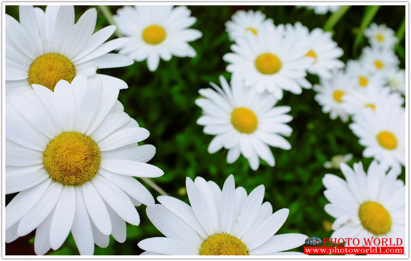 วอลเปเปอร์รูปภาพติดผนังสั่งทำ มีภาพให้เลือกกว่า 50,000 ภาพ ออกแบบกราฟฟิค หรือ รูปภาพตามที่ท่านกำหนด ในสไตล์ท่านเอง "custom made"