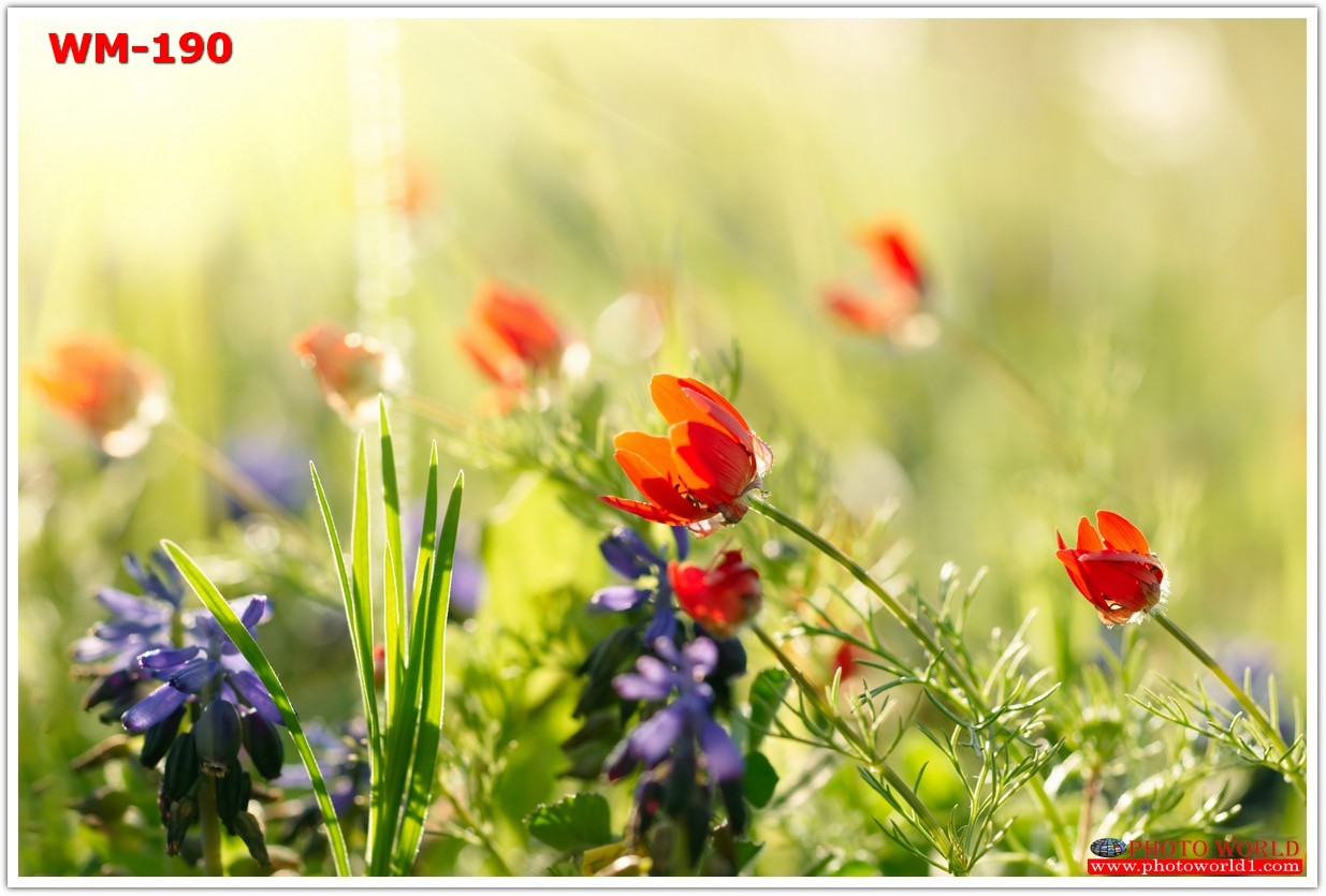 วอลเปเปอร์รูปภาพติดผนังสั่งทำ มีภาพให้เลือกกว่า 50,000 ภาพ ออกแบบกราฟฟิค หรือ รูปภาพตามที่ท่านกำหนด ในสไตล์ท่านเอง "custom made"