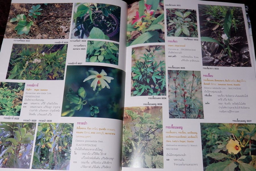 สารานุกรมเครื่องยาไทย 1 โดย วุฒิ วุฒิธรรมเวช ปกแข็ง ปี 2543