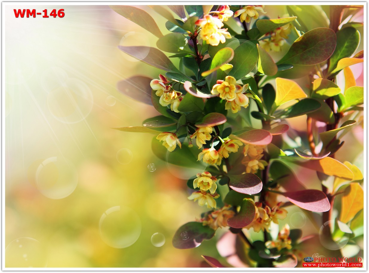 วอลเปเปอร์รูปภาพติดผนังสั่งทำ มีภาพให้เลือกกว่า 50,000 ภาพ ออกแบบกราฟฟิค หรือ รูปภาพตามที่ท่านกำหนด ในสไตล์ท่านเอง "custom made"