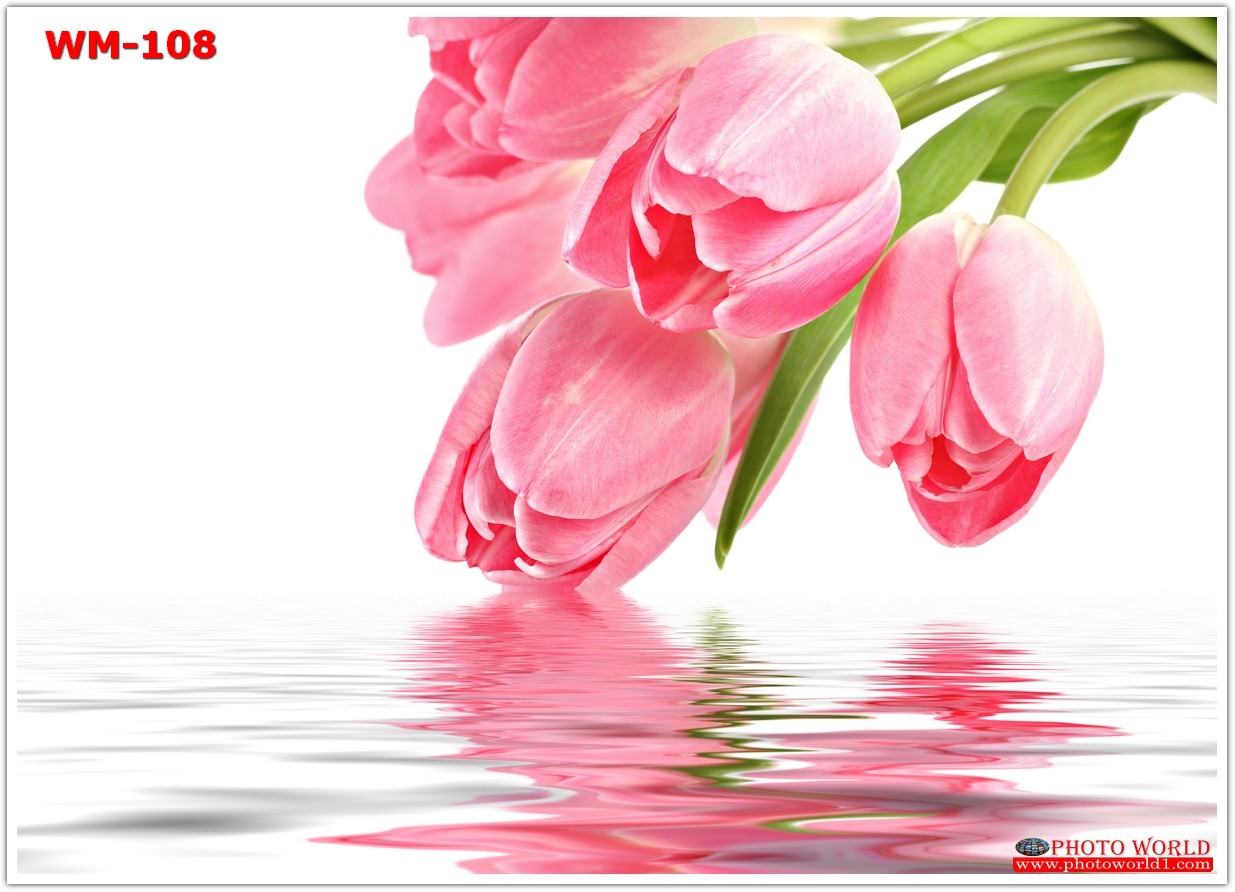 วอลเปเปอร์รูปภาพติดผนังสั่งทำ มีภาพให้เลือกกว่า 50,000 ภาพ ออกแบบกราฟฟิค หรือ รูปภาพตามที่ท่านกำหนด ในสไตล์ท่านเอง "custom made"