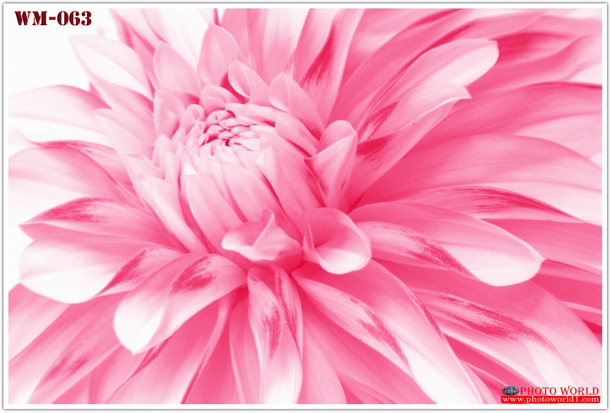 วอลเปเปอร์รูปภาพติดผนังสั่งทำ มีภาพให้เลือกกว่า 50,000 ภาพ ออกแบบกราฟฟิค หรือ รูปภาพตามที่ท่านกำหนด ในสไตล์ท่านเอง "custom made"