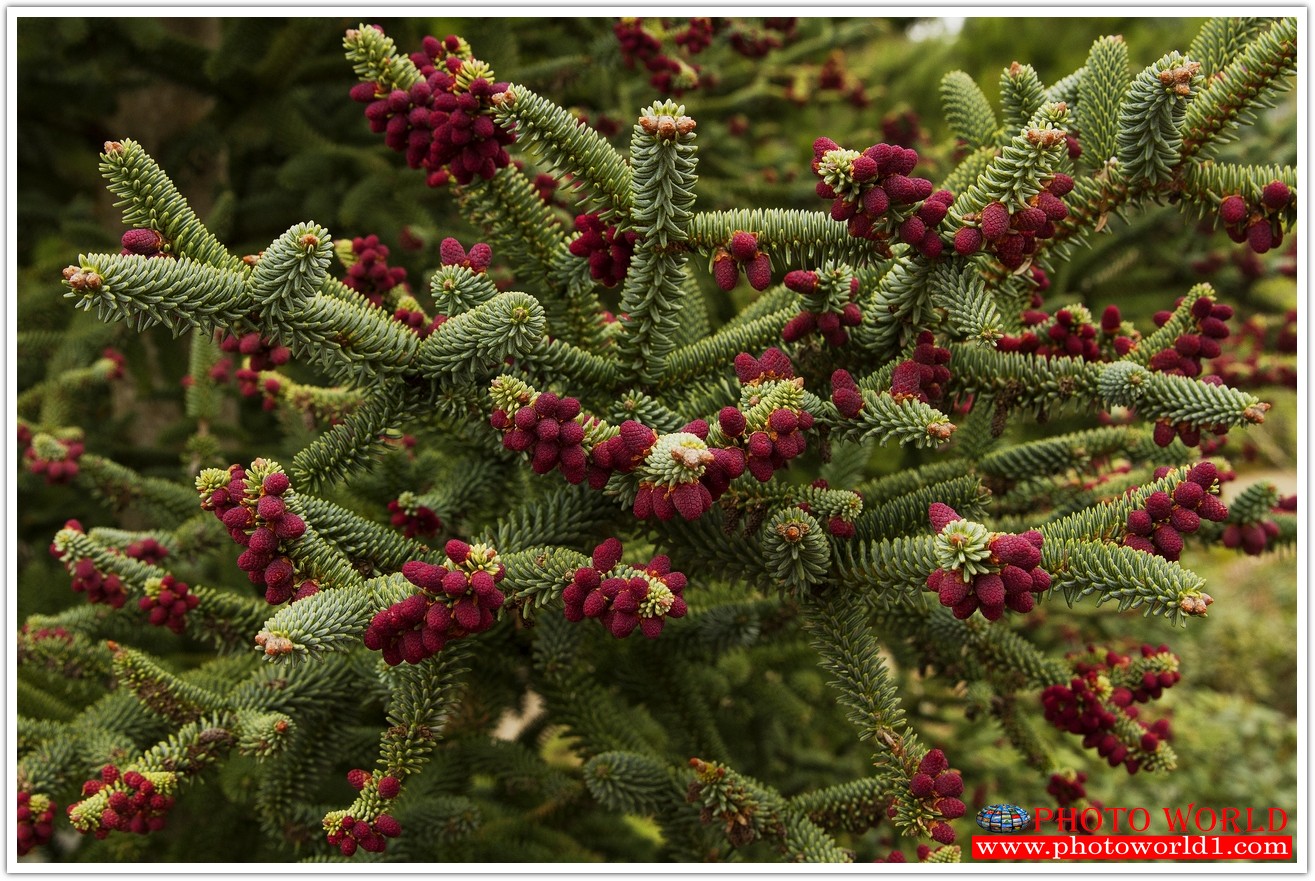 NATURAL วอลเปเปอร์รูปภาพติดผนังสั่งทำ มีภาพให้เลือกกว่า 50,000 ภาพ ออกแบบกราฟฟิค หรือ รูปภาพตามที่ท่านกำหนด ในสไตล์ท่านเอง "custom made"